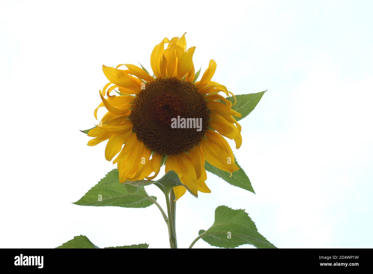 Beautiful blooming sunflowers hi-res stock photography and images - Alamy
