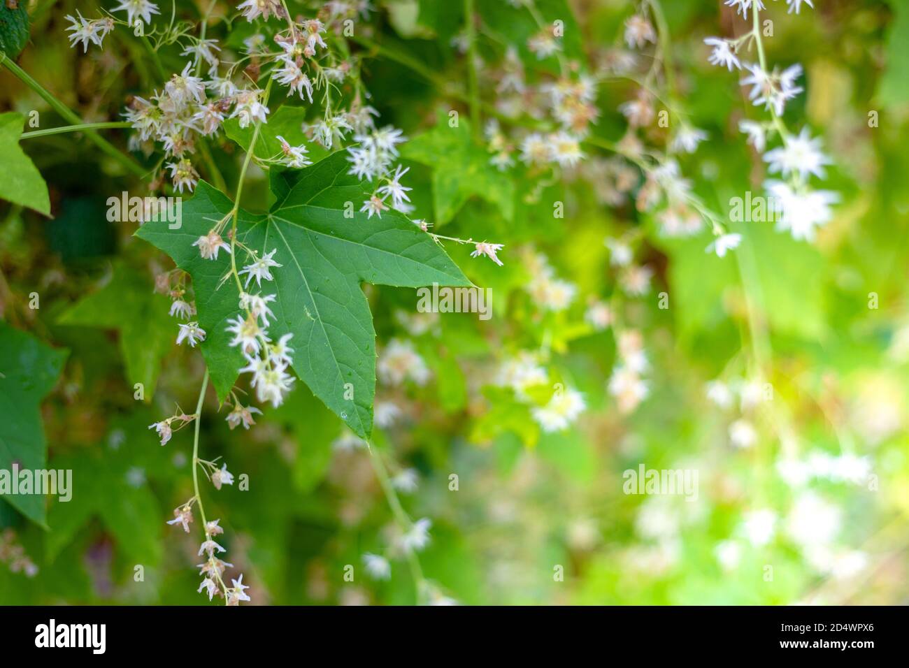 Green leaves and white hop flowers Stock Photo