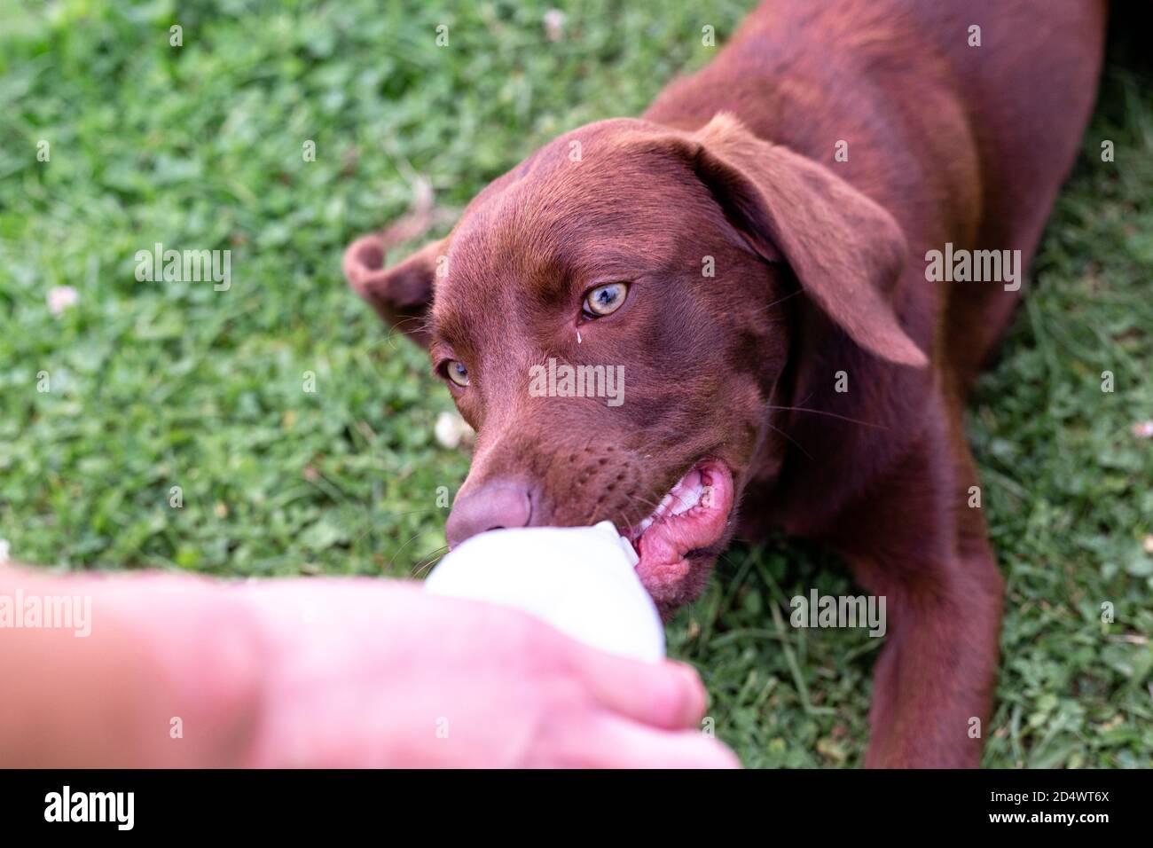 Brown labrador puppy playing with a plastic bottle Stock Photo Alamy