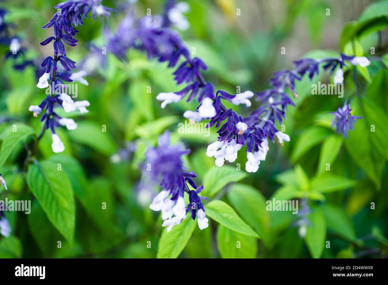 White and blue sage (Salvia 'Phyllis Fancy') flowers with brachteae in October with a blurred background of green leaves Stock Photo