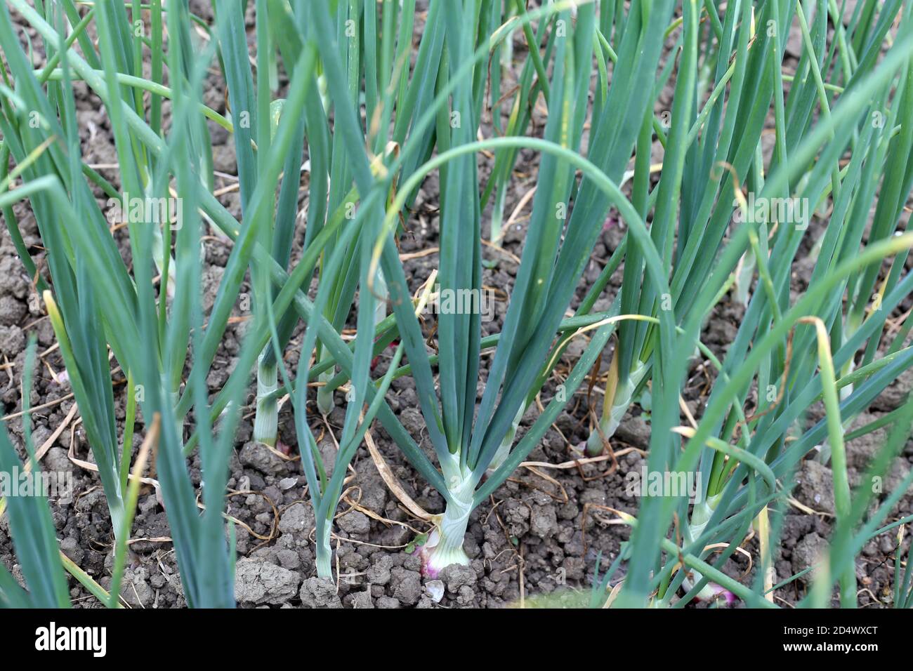 Green Onion Growing on the Agriculture Filed Plant Stock Photo - Alamy