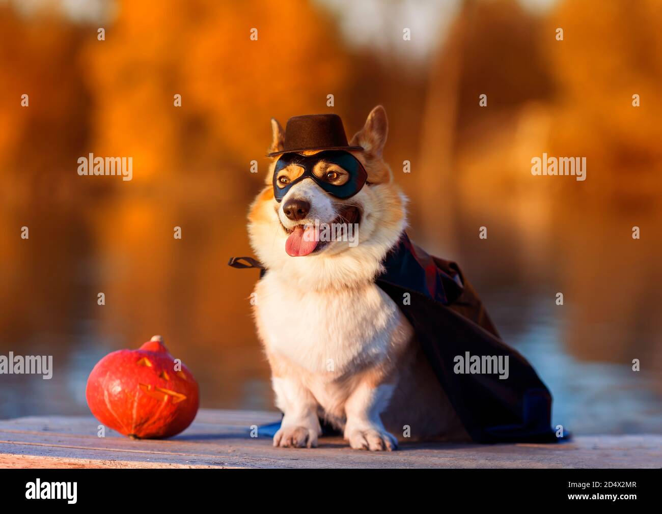 Halloween corgi hi-res stock photography and images - Alamy