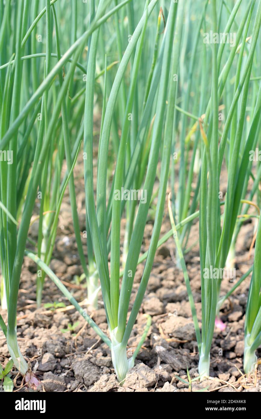 Green Onion Growing on the Agriculture Filed Plant Stock Photo - Alamy