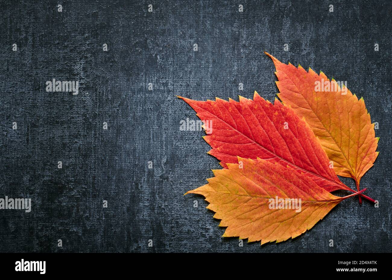 Autumn leaves over gray background with copy space, close up Stock ...