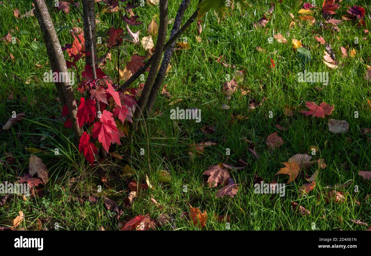 Maple tree and fallen leaves on the green grass in the Park Stock Photo ...