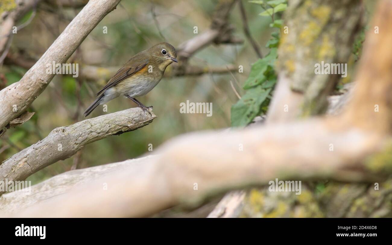 Red-flanked Bluetail, probably all the way from Siberia feeding along Spurn Point Stock Photo