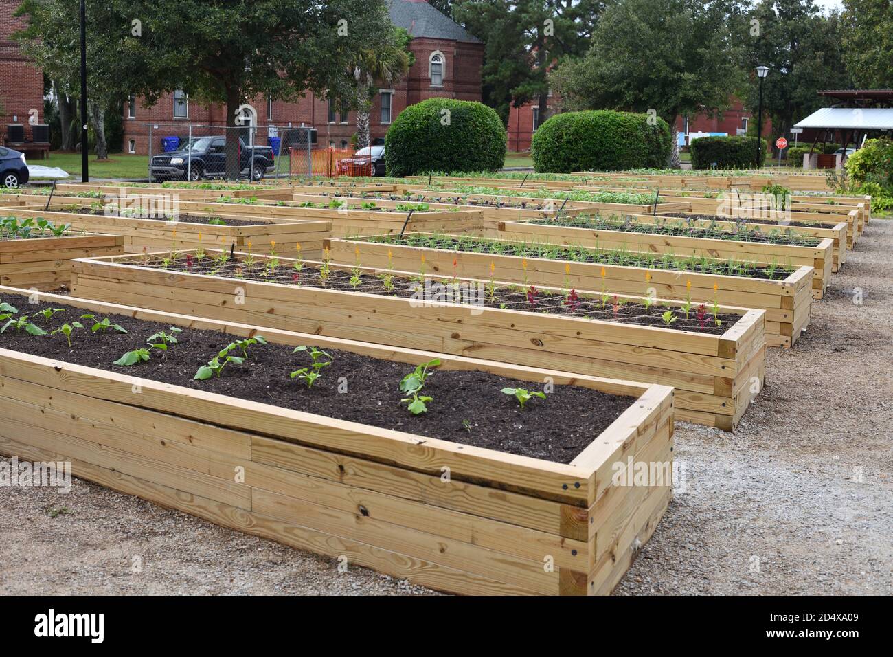 Urban Gardens as a 19th Century English Village with Soil Plots Set Against English Street Names and Red Brick Architecture with New Plants Growing. Stock Photo