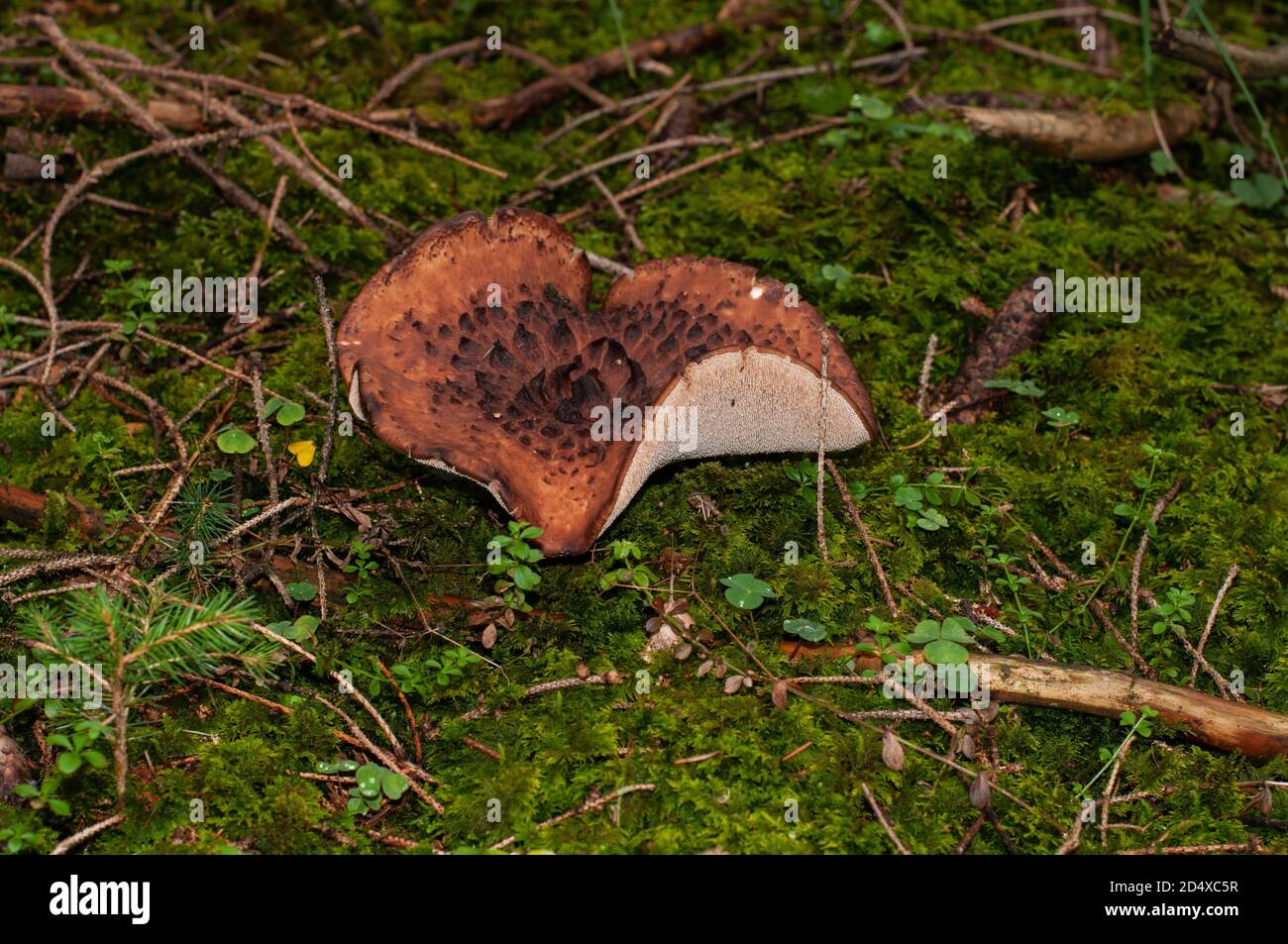 close-up of the brown cap and grayish brittle teeth of sarcodon imbricatus or scaly hedgehog Stock Photo