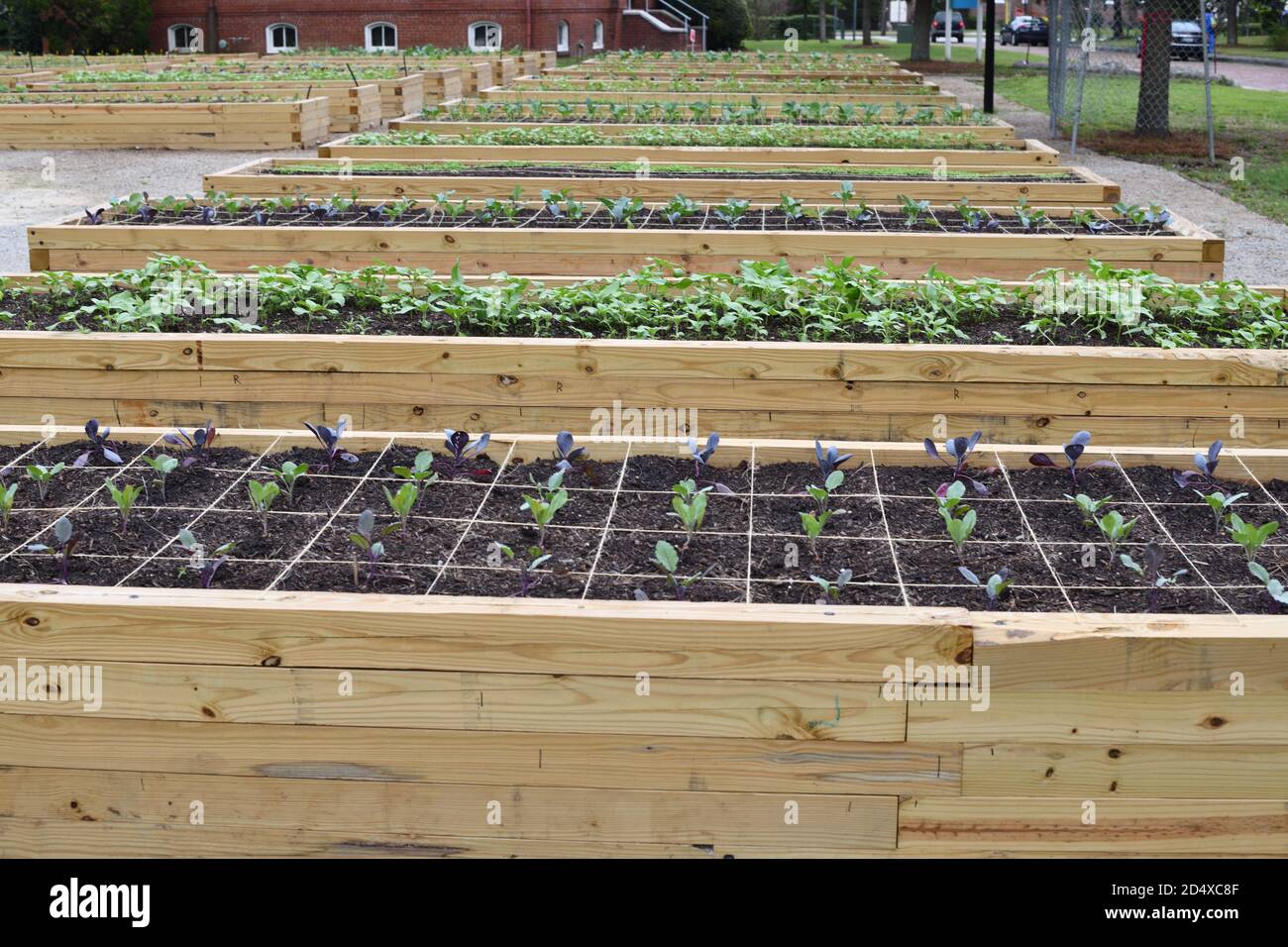 Urban Gardens as a 19th Century English Village with Soil Plots Set Against English Street Names and Red Brick Architecture with New Plants Growing. Stock Photo