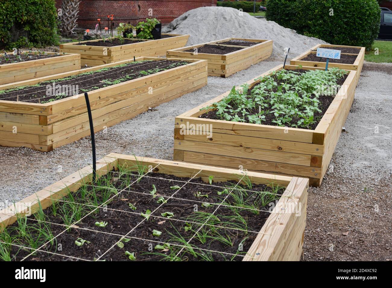 Urban Gardens as a 19th Century English Village with Soil Plots Set Against English Street Names and Red Brick Architecture with New Plants Growing. Stock Photo