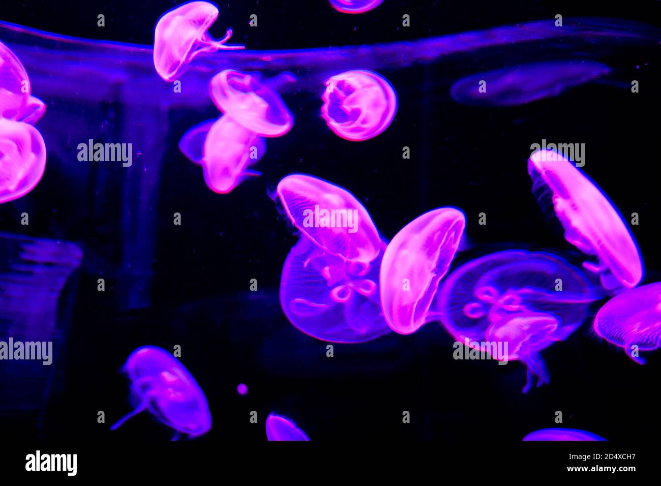 Jellyfish Dangerous Poisonous Medusa Stock Photo Alamy