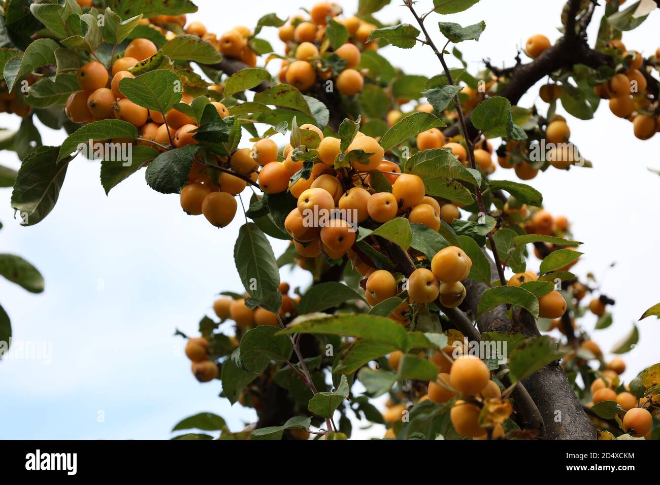 Small yellow wild apples on tree branches Stock Photo