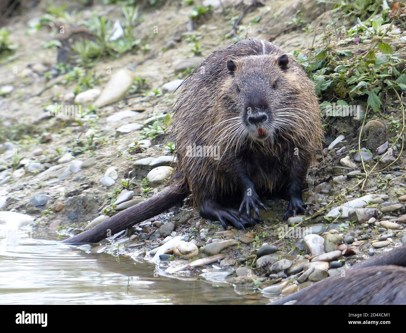 Topo muschiato hi-res stock photography and images - Alamy
