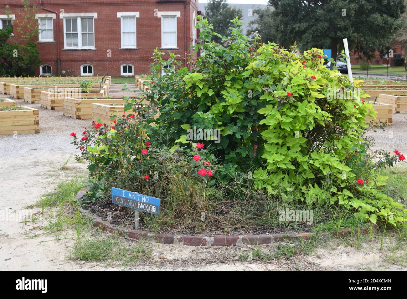 Urban Gardens as a 19th Century English Village with Soil Plots Set Against English Street Names and Red Brick Architecture with New Plants Growing. Stock Photo