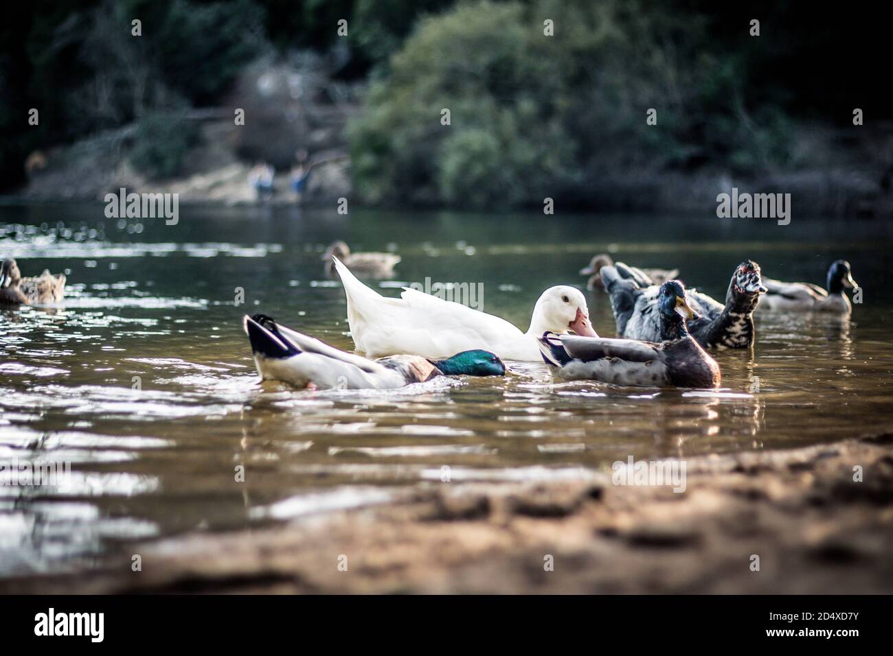 ducks Stock Photo