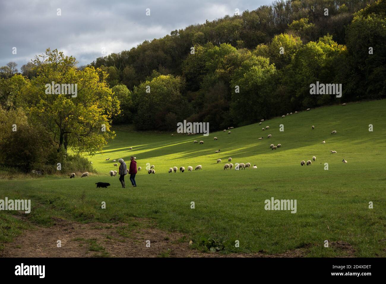 SOuth Downs, East Susses, UK. 11 October 2020. Two hikers walking their dog which is off the lead in a field of sheep on the South Downs, Credit: Sarah Mott/Alamy Live News Stock Photo