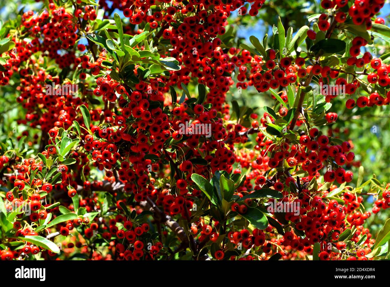 A Closeup of the splendid Cotoneaster plant with its red berries. Stock Photo