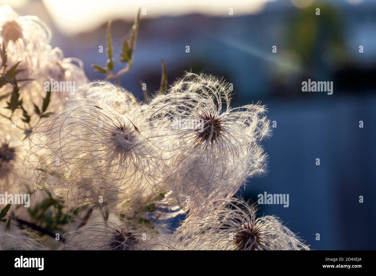 Fluffy clematis seed heads against the sun (Rooftop of Warsaw University Library Roof Garden, Warsaw Poland) Stock Photo