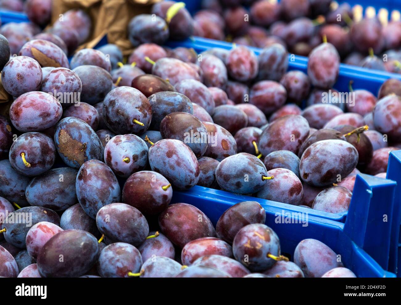 Fresh seasonal plums at a fruit and vegetables stall in Bremen Market, Germany Stock Photo