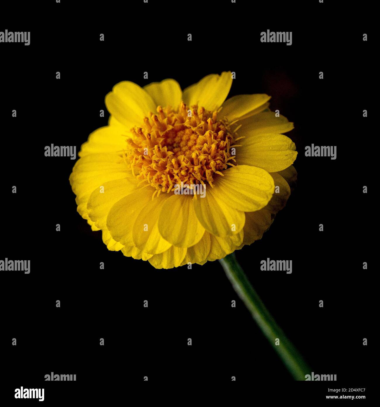 Yellow Desert Marigold, Baileya  multiradiata, against black background , isolated and centered Stock Photo