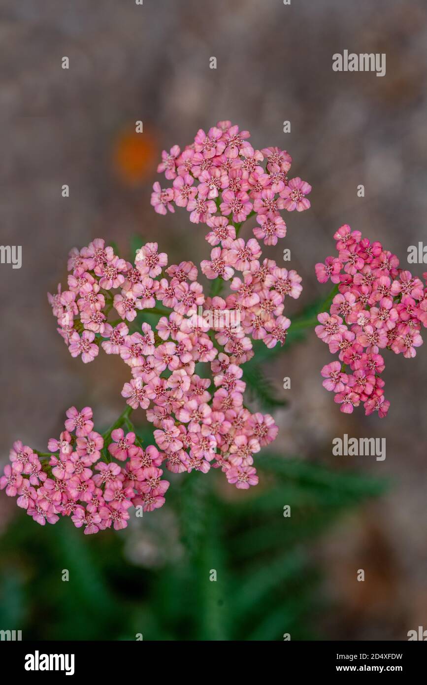 Pink California Yarrow, Achillea millefolium, viewed from the top