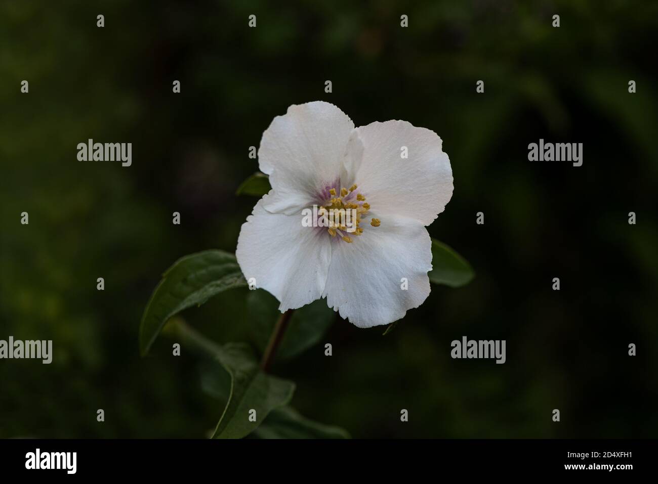 Rosa sericea a white rose with four petals, in nature, viewed from the top, centred, against green background Stock Photo