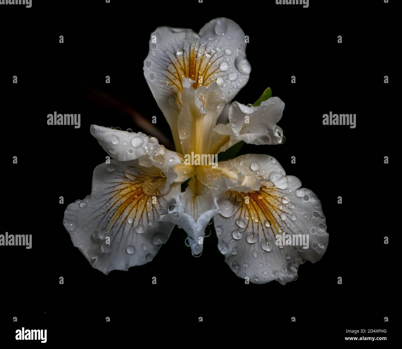 African Iris, Dietes iridioides, on black background, top view, with water drops. This an ornamental plant in the Iridaceae family the flowers last on Stock Photo