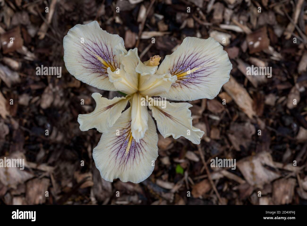 African Iris, Dietes iridioides, on black background, top view, the background is slightly defocused mulch. This ornamental plantis  in the Iridaceae Stock Photo