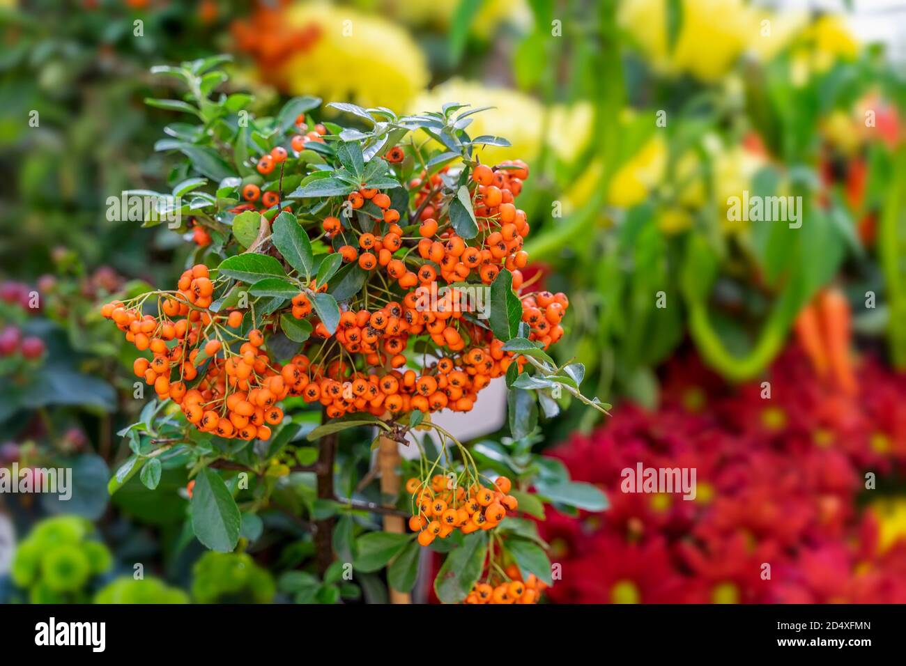 Ripe red berries of growing pyracantha in a flower pot close-up, sunny day. Autumn season, bright colorful background Stock Photo