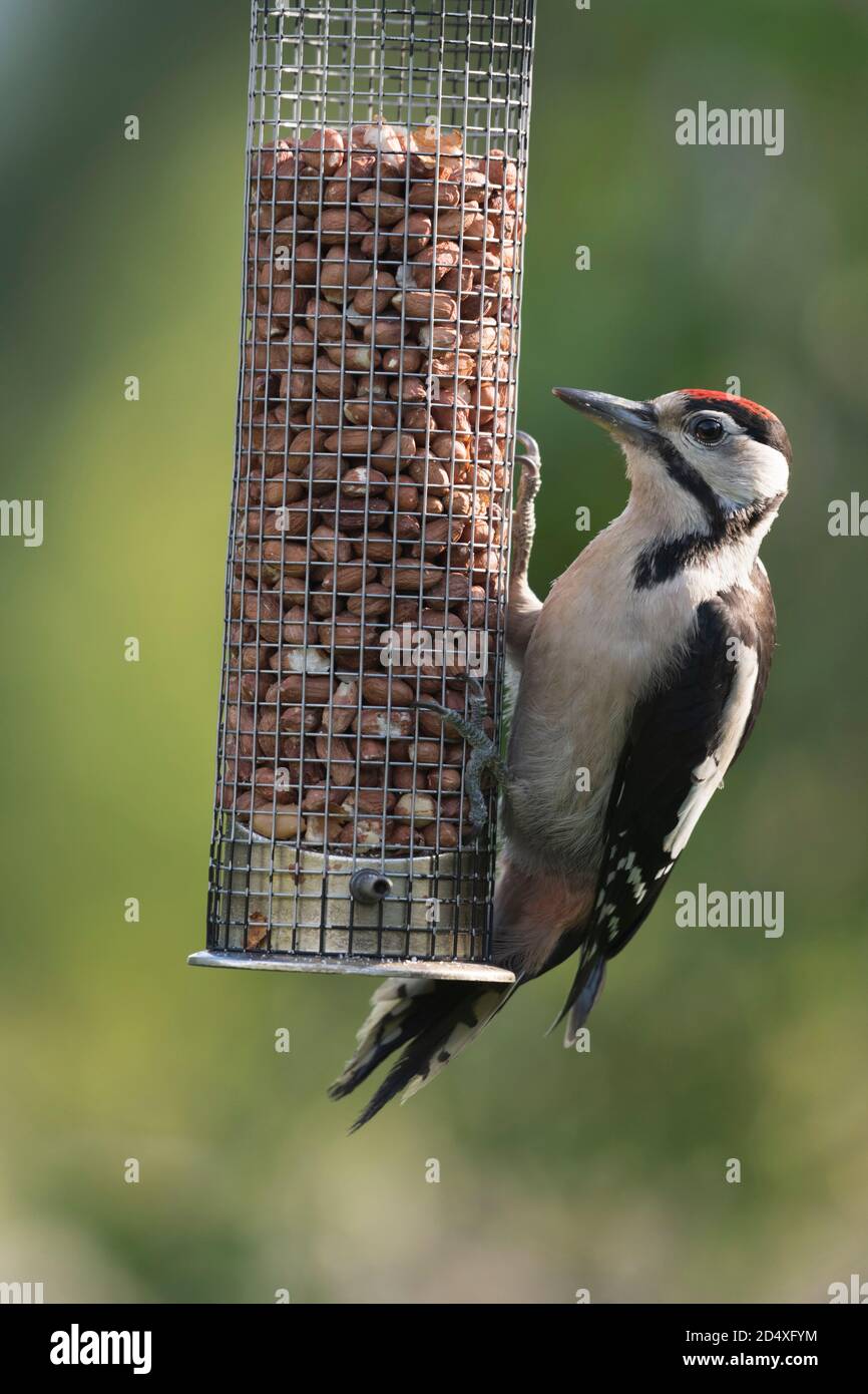 A Young Great Spotted Woodpecker (Dendrocopos Major) Clinging to a Garden Peanut Feeder Stock Photo