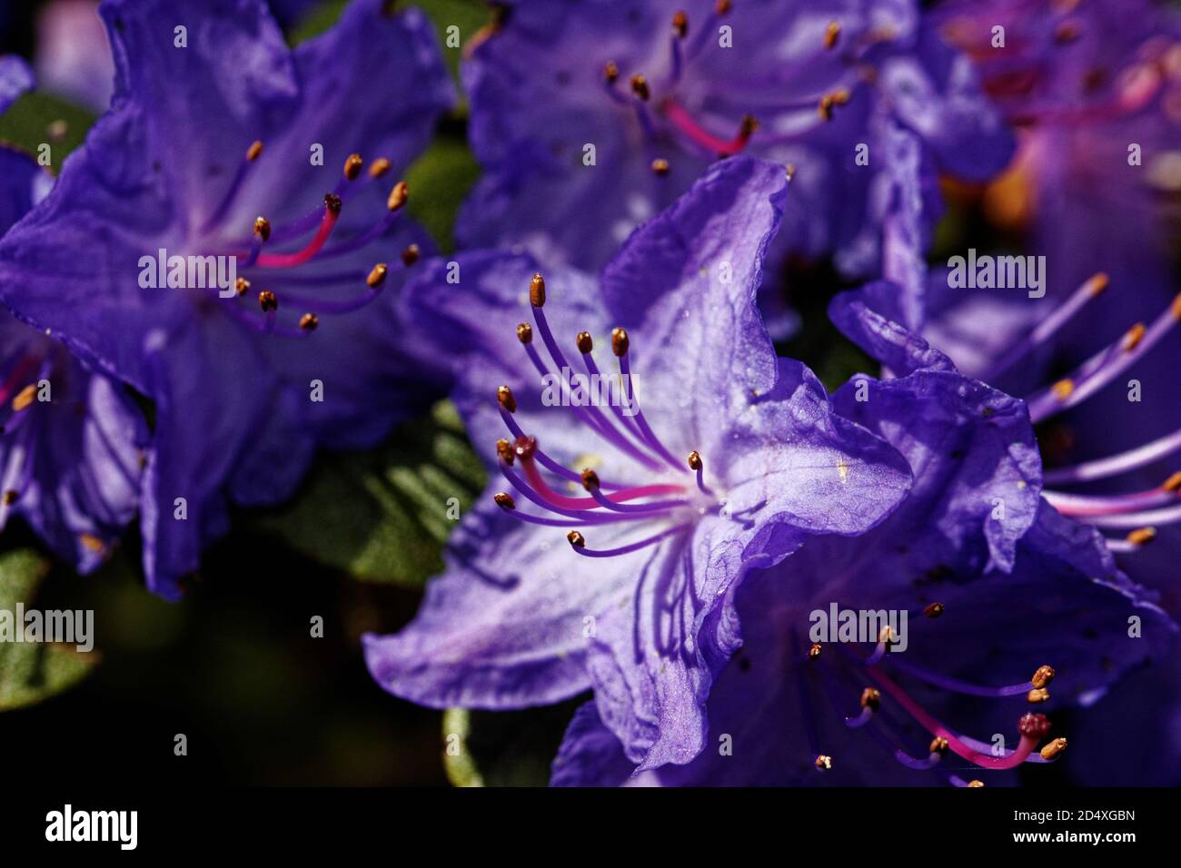 This is a compact, evergreen rhododendron with aromatic, evergreen leaves and stunning, violet-blue blooms. Stock Photo