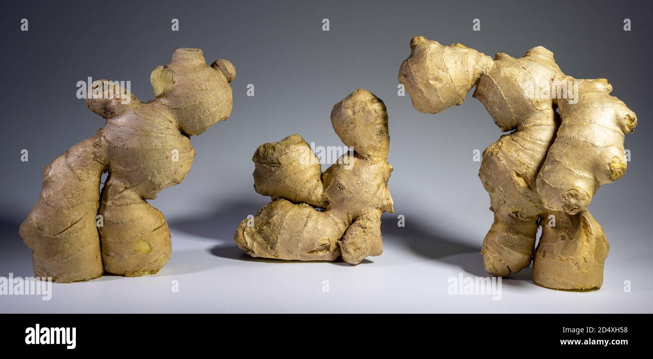 Ginger Family Roots Ginger roots still life Stock Photo - Alamy