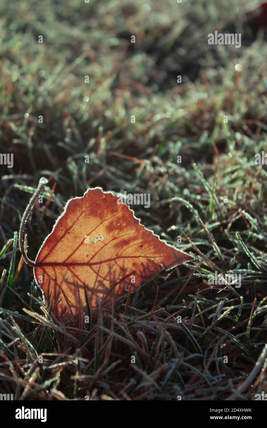 frozen fall leaf Stock Photo