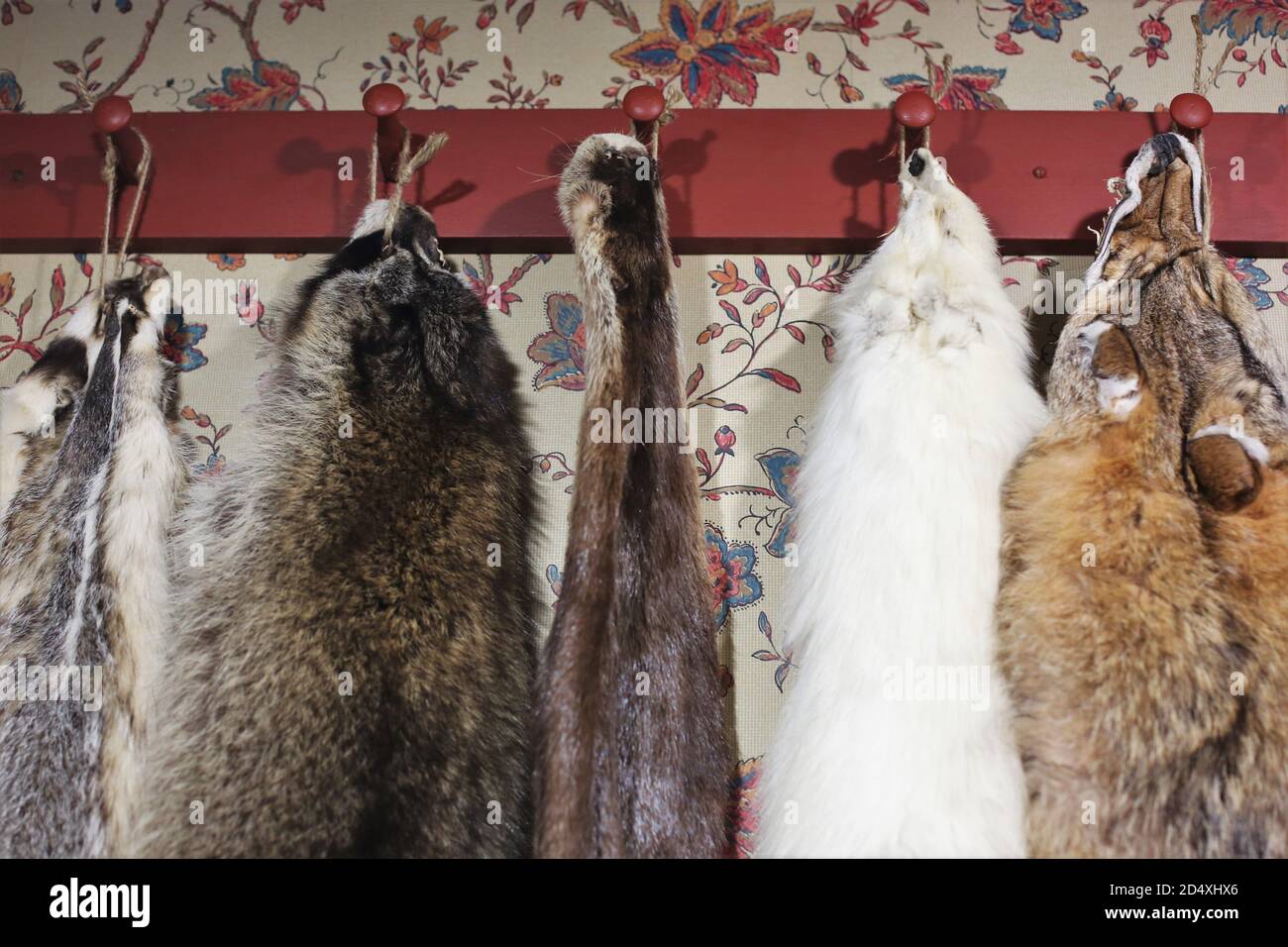 Furs of different animals hanging from pegs on a wall Stock Photo Alamy
