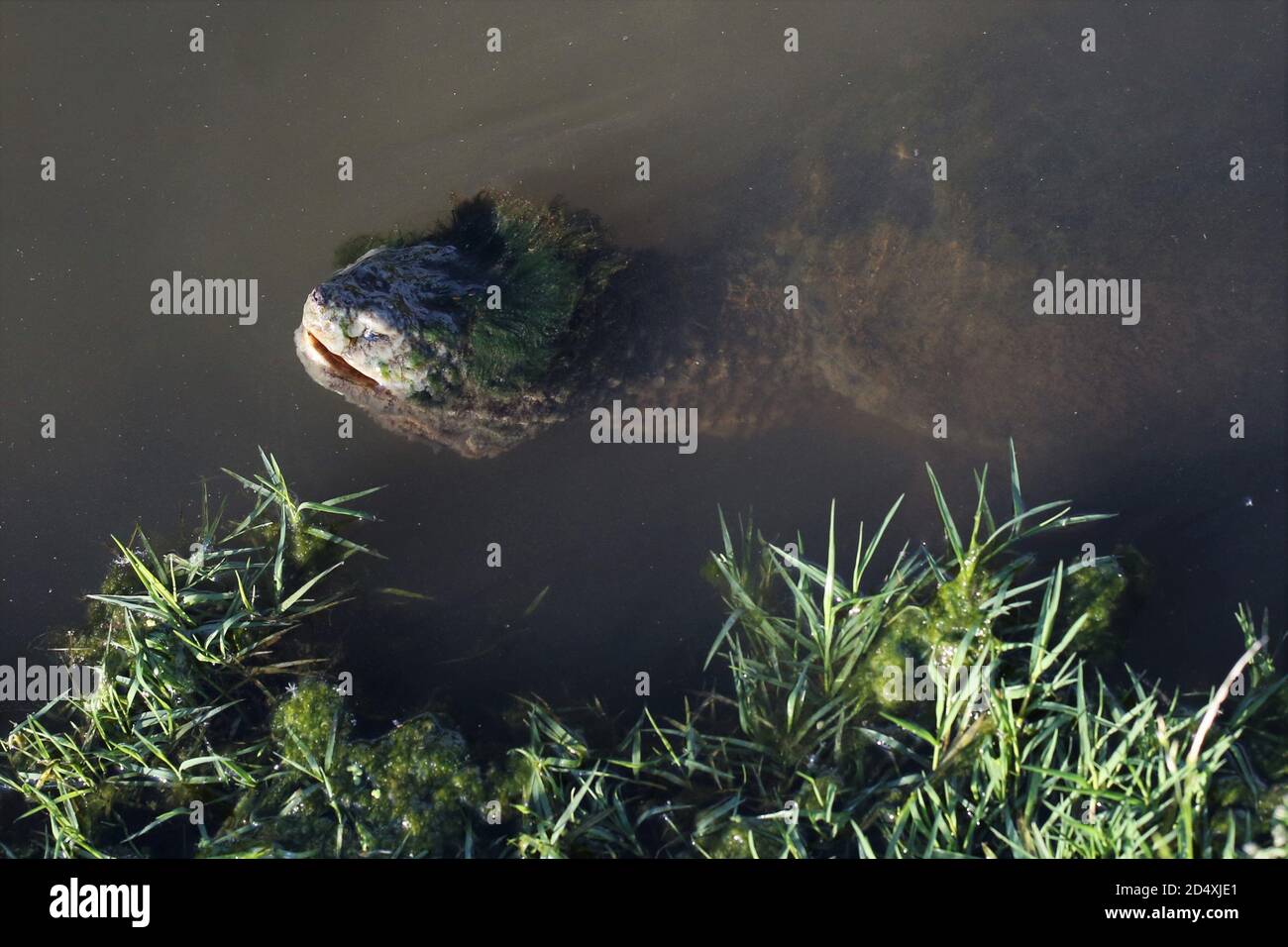 A large, moss covered snapping turtle in a pond in Ridgedale, Missouri