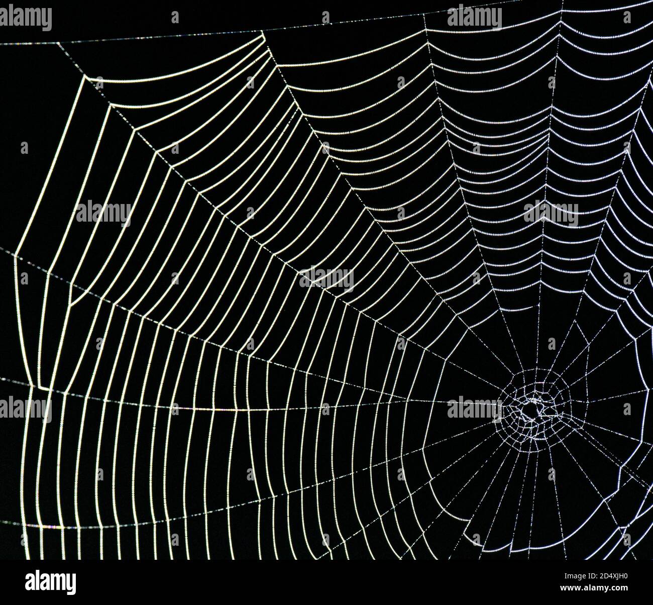 Spiderweb with black background Stock Photo