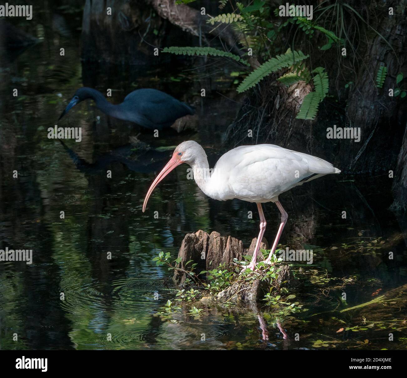 Juvenile White Ibis in Everglades National Park Stock Photo