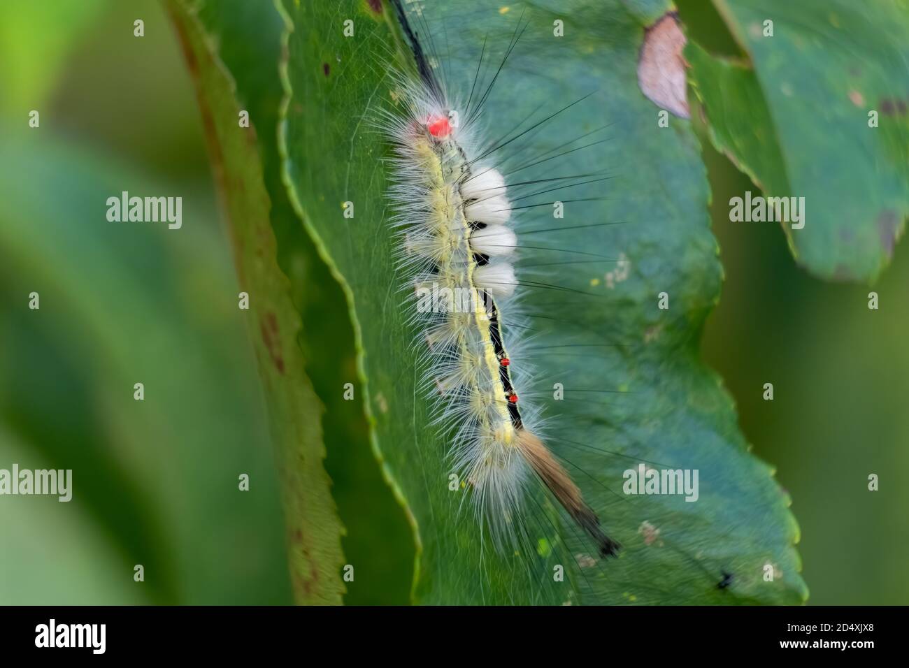 This beautiful White-marked Tussock Moth (Orgyia Leucostigma) looks soft and fuzzy, but it can excreted venom through its spines. Stock Photo