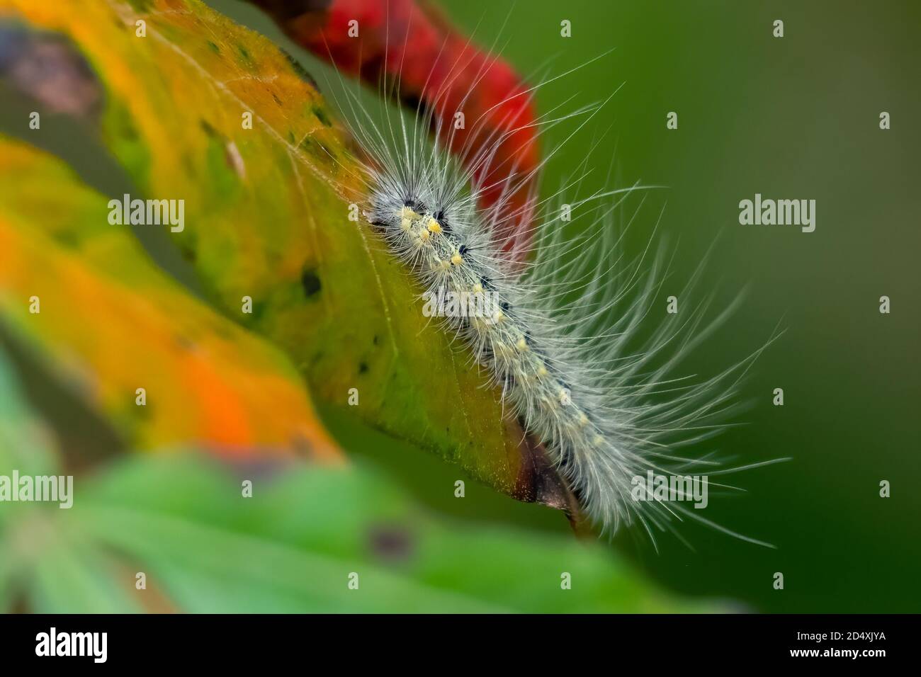 A Fall Webworm Moth (Hyphantria cunea) on colorful foilage. Raleigh, North Carolina. Stock Photo