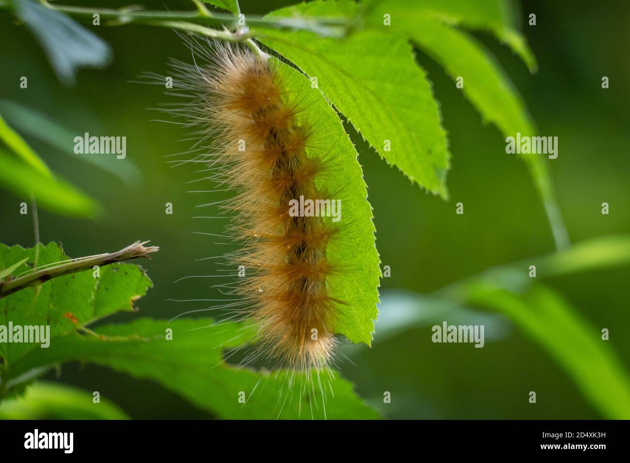 A Virginian Tiger Moth (Spilosoma virginica) clings to a leaf. Raleigh, North Carolina. Stock Photo