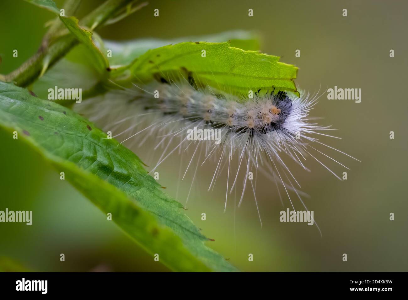 A profile of a Fall Webworm Moth (Hyphantria cunea). Raleigh, North Carolina. Stock Photo