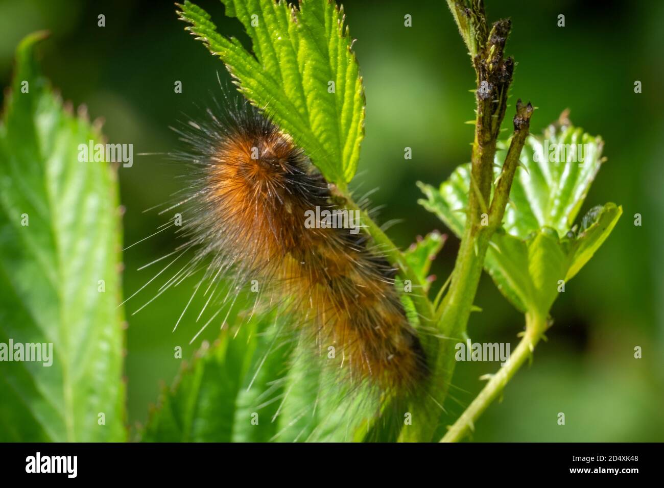 An orange and black version of a Virginian Tiger Moth (Spilosoma virginica). Raleigh, North Carolina. Stock Photo