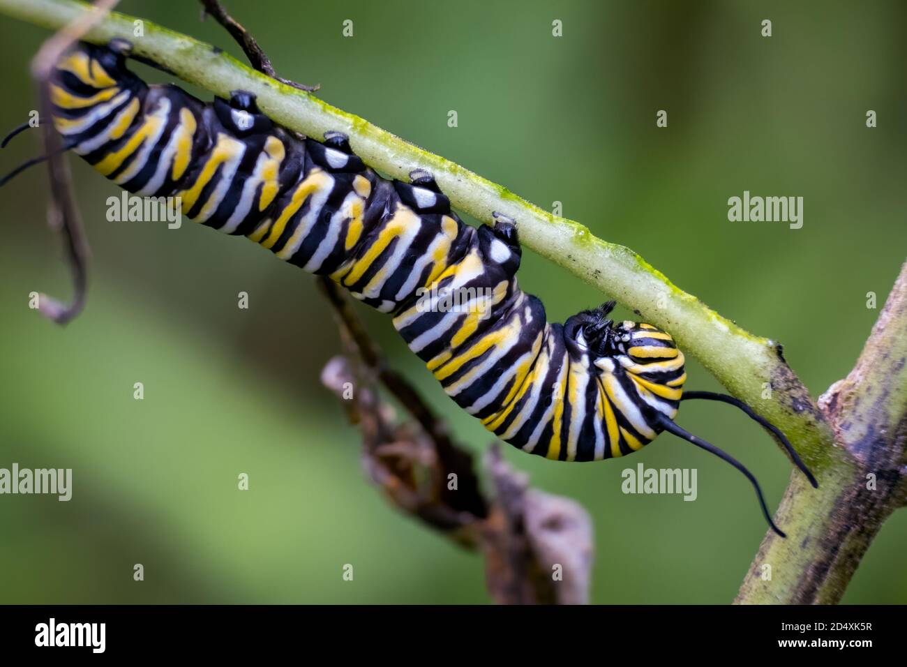 Caterpillar smoking: Mais de 237 fotos stock licenciáveis e livres