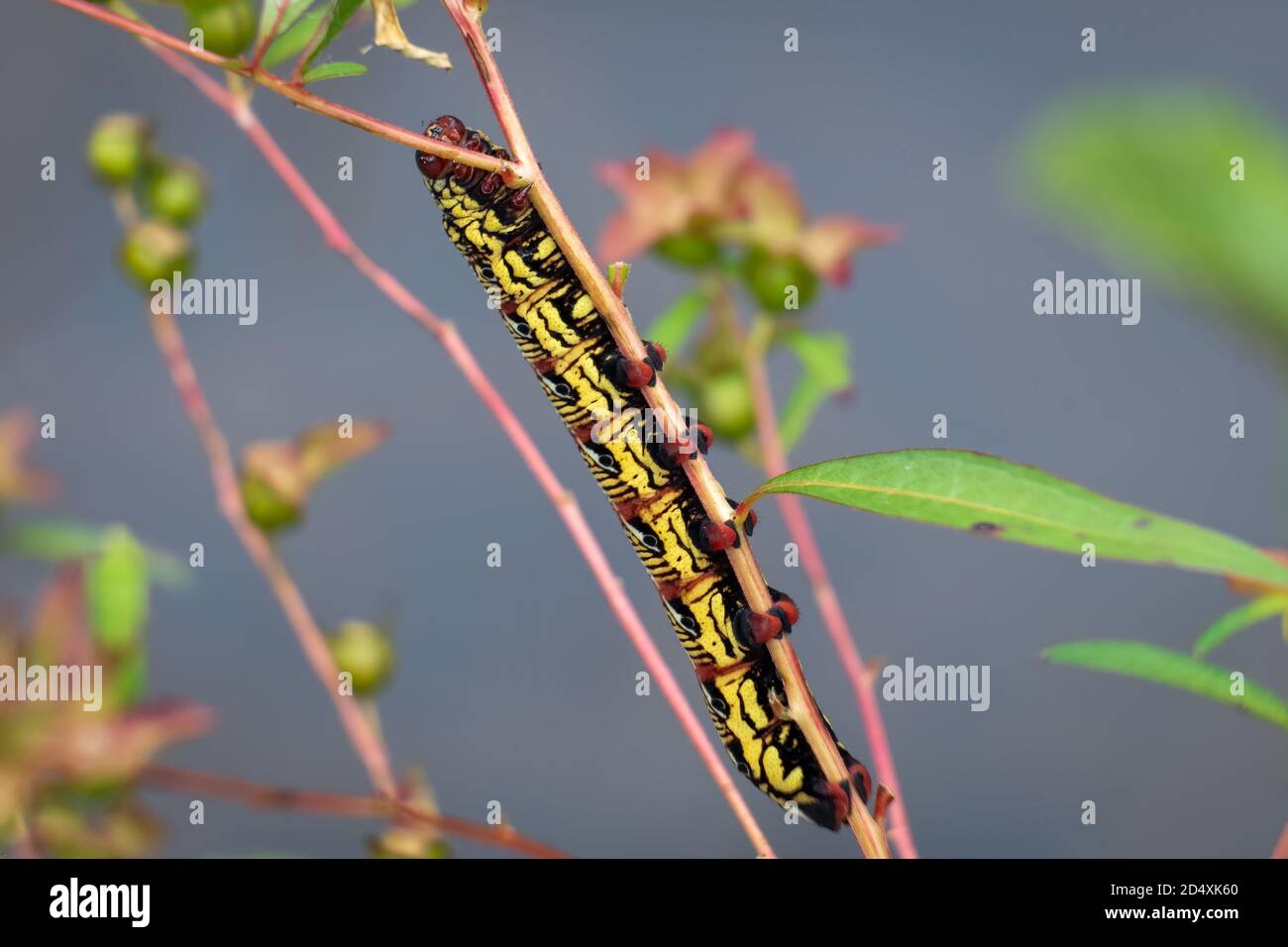 A Banded Sphinx (Eumorpha fasciatus) caterpillar. Raleigh, North