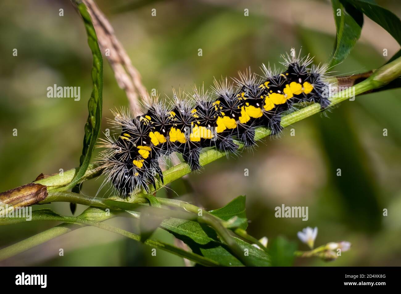 Yellow spiky caterpillar hires stock photography and images Alamy