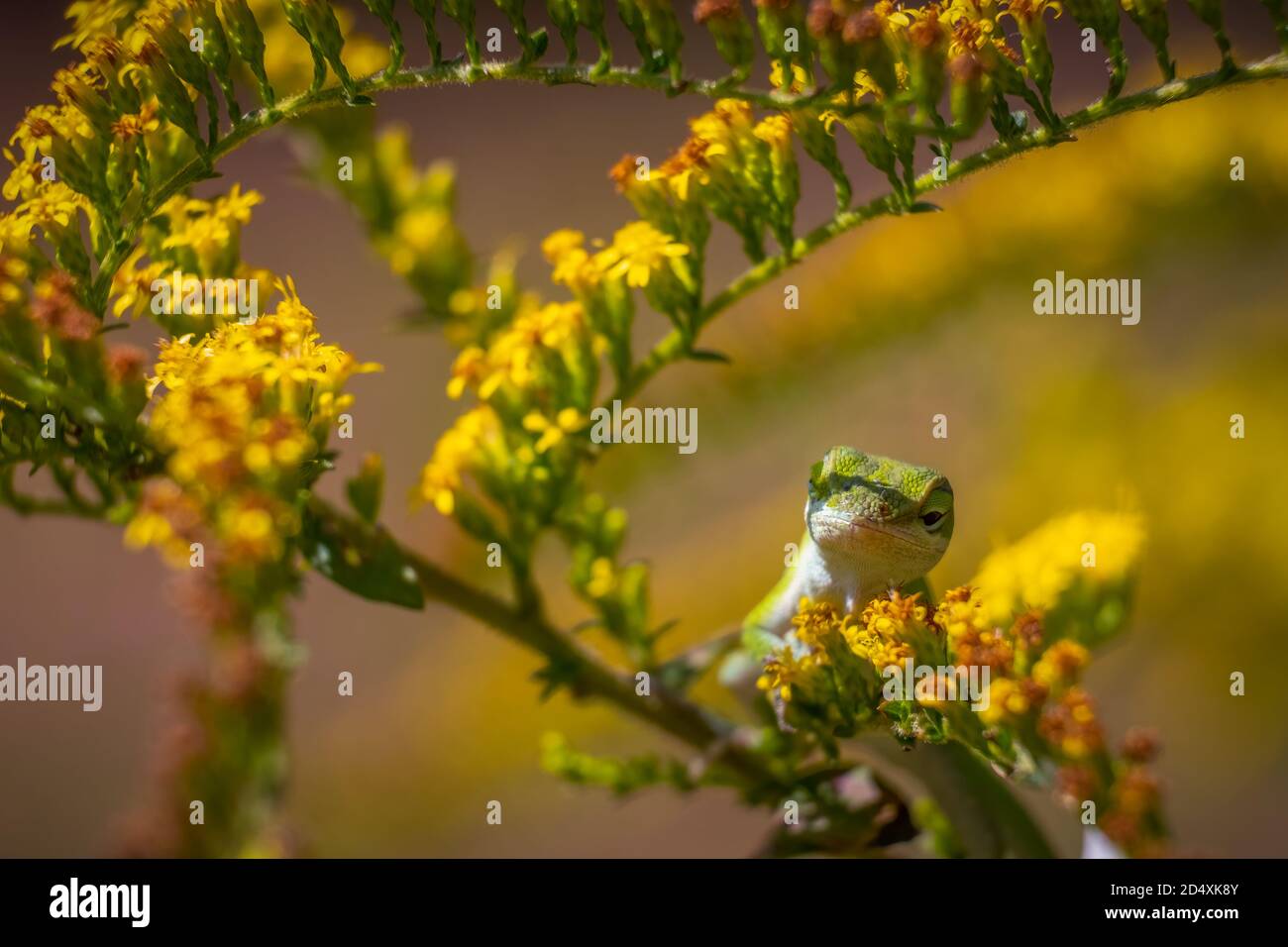 Green Anole (Anolis carolinensis) Relaxing in blooms of fall colors. Raleigh, North Carolina. Stock Photo