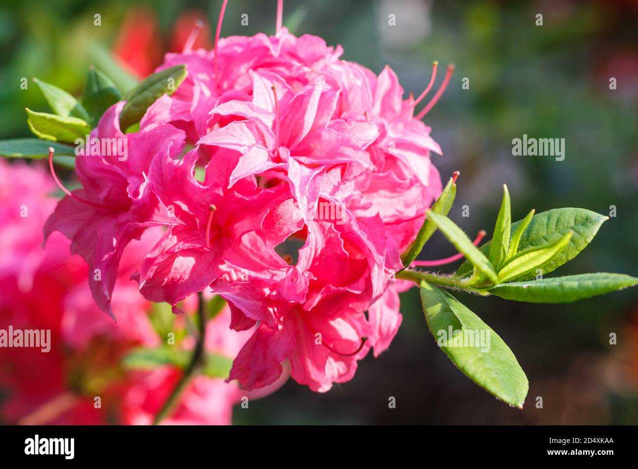 Azalea Rhs Rhododendron (azalea ) flowers of various colors in the spring garden ...