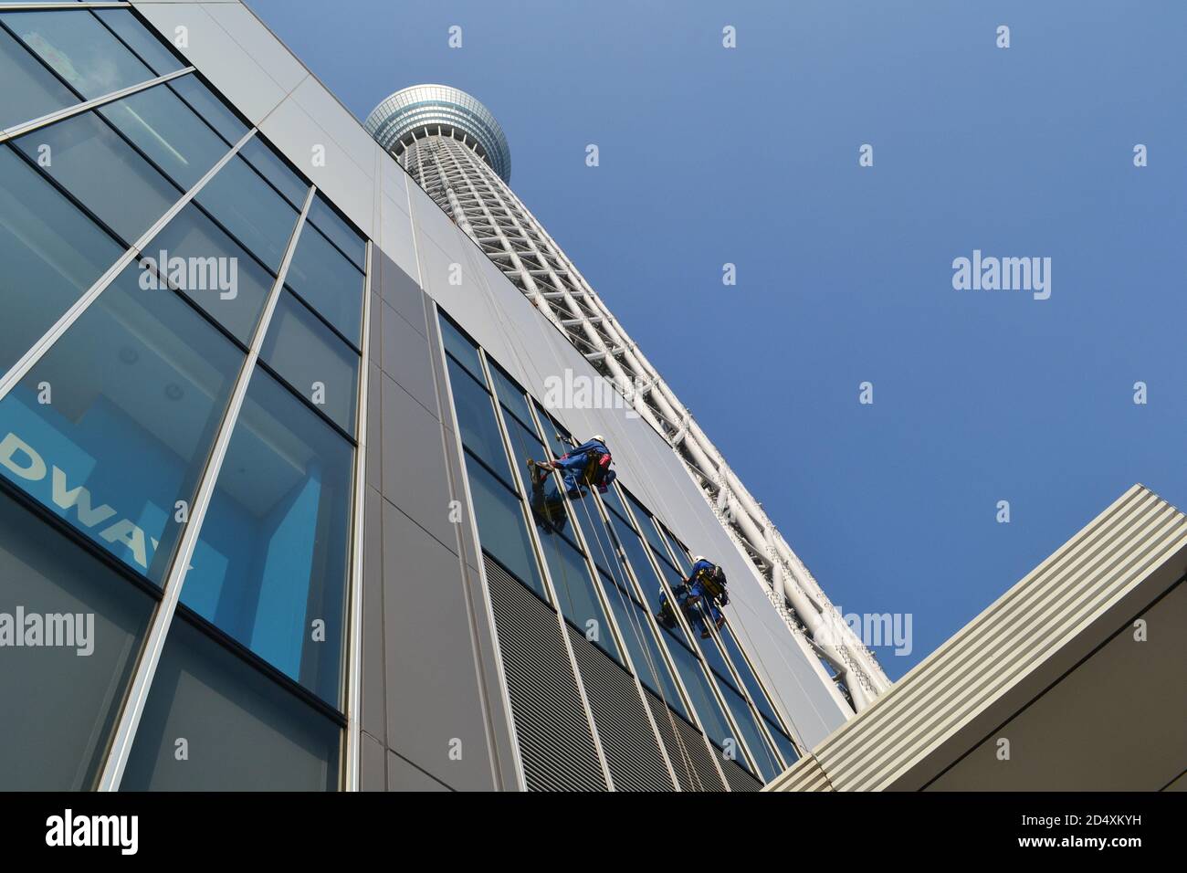 Tokyo, Japan-2/27/16: Two workers repelling down from one of the buildings attached to the Tokyo Sky Tree, interacting with the building's windows. Stock Photo