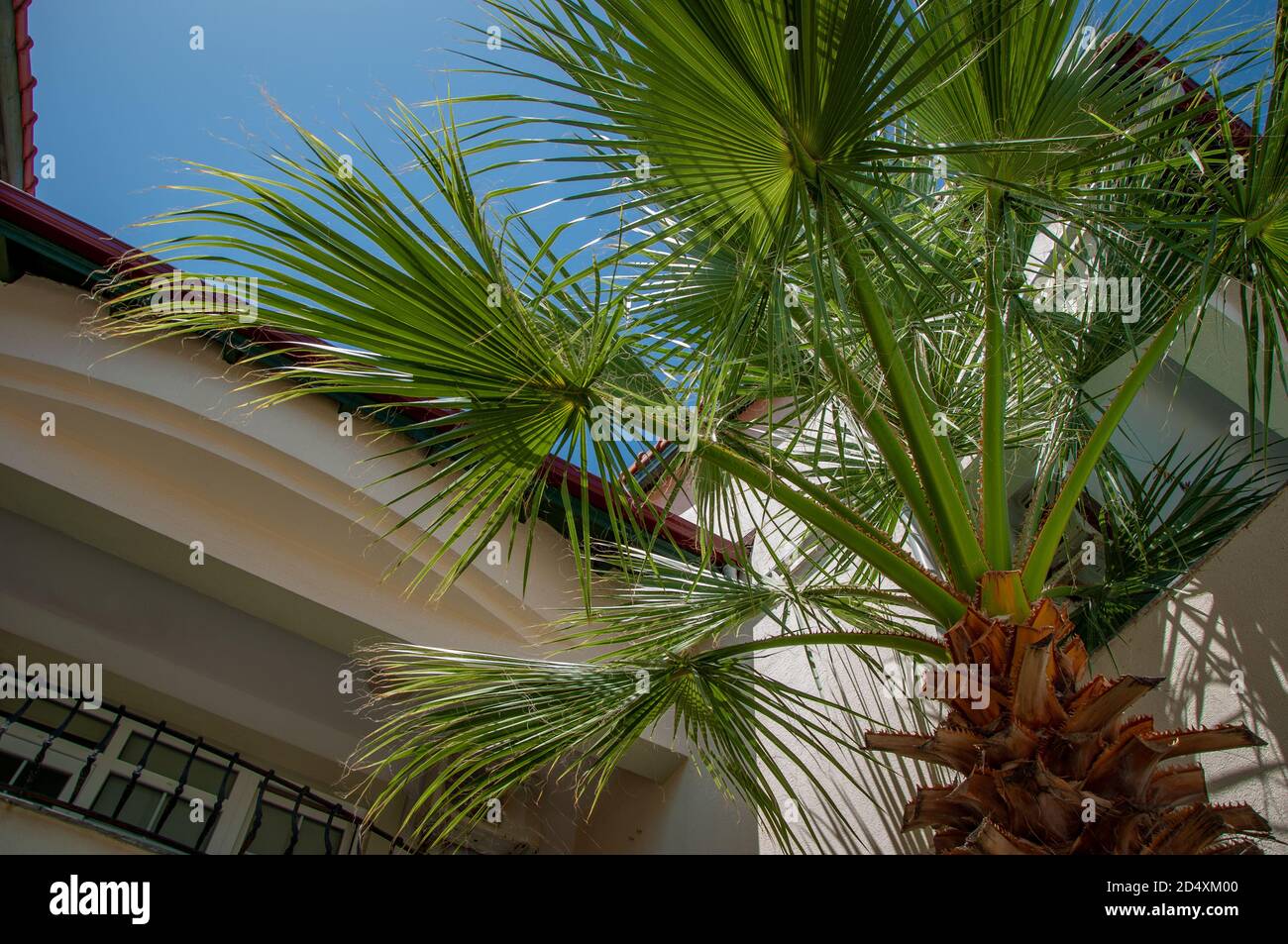 A large palm tree, Trachycarpus fortunei, growing beside a Mediterranean vacation villa low angle under a blue sky Stock Photo