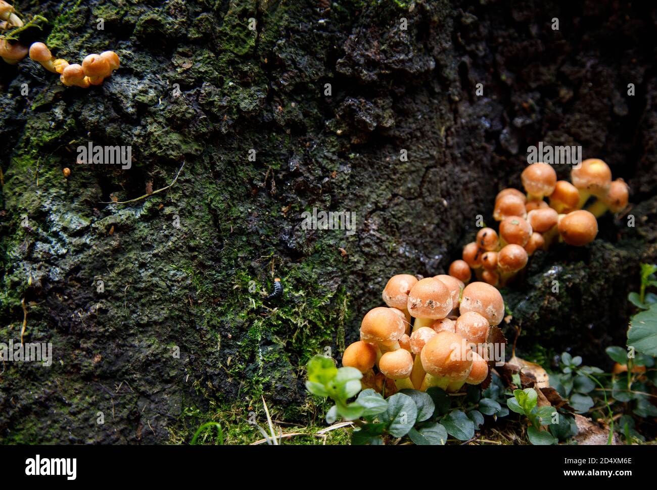 small mushrooms grown on an old tree Stock Photo